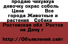 продаю чихуахуа девочку,окрас соболь › Цена ­ 25 000 - Все города Животные и растения » Собаки   . Ростовская обл.,Ростов-на-Дону г.